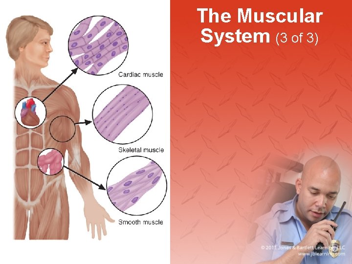 The Muscular System (3 of 3) 