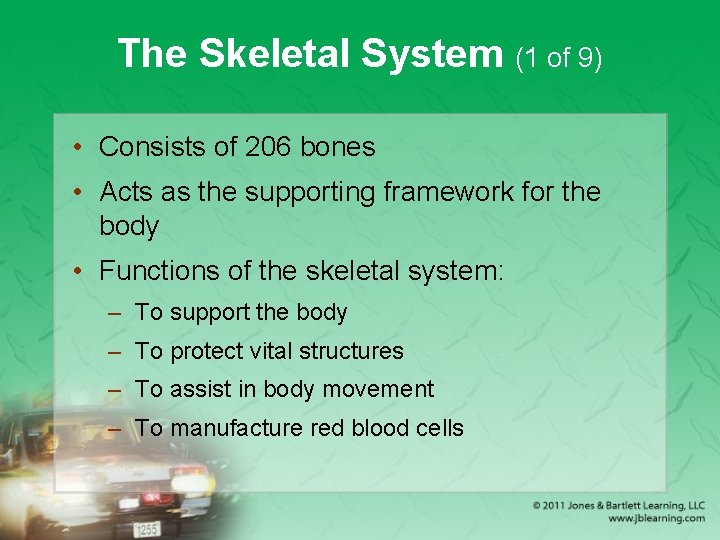 The Skeletal System (1 of 9) • Consists of 206 bones • Acts as