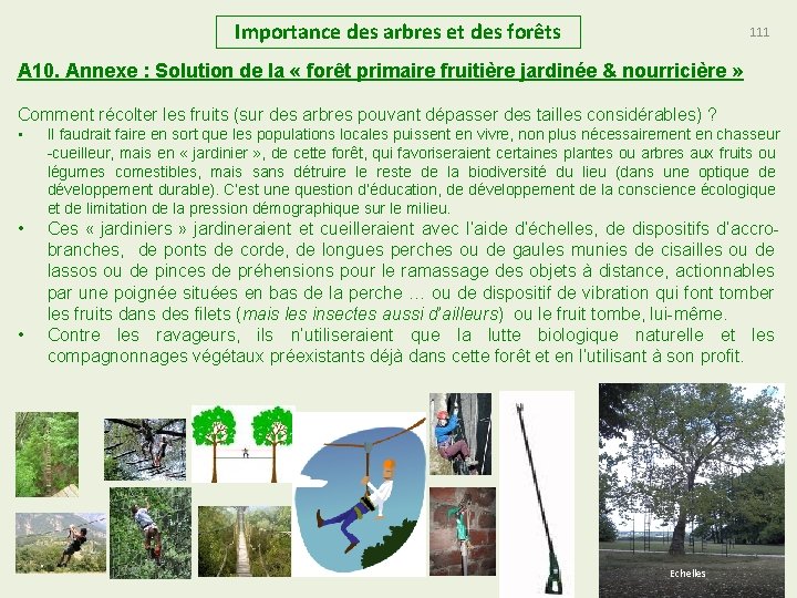 Importance des arbres et des forêts 111 A 10. Annexe : Solution de la