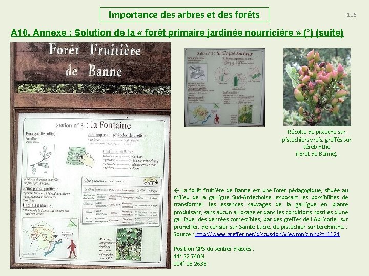 Importance des arbres et des forêts 116 A 10. Annexe : Solution de la