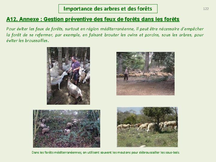 Importance des arbres et des forêts 122 A 12. Annexe : Gestion préventive des