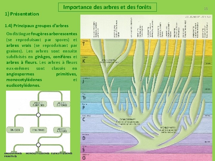 Importance des arbres et des forêts 15 1) Présentation 1. 4) Principaux groupes d'arbres