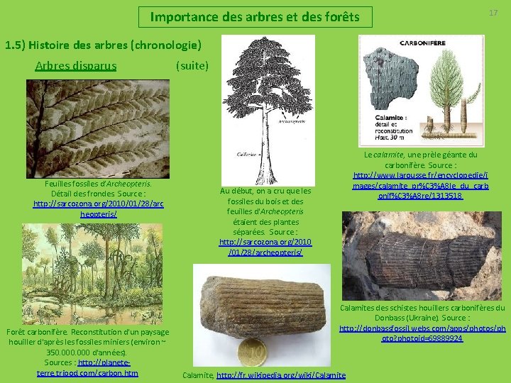 Importance des arbres et des forêts 17 1. 5) Histoire des arbres (chronologie) Arbres