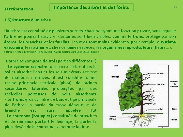 1) Présentation Importance des arbres et des forêts 19 1. 6) Structure d'un arbre