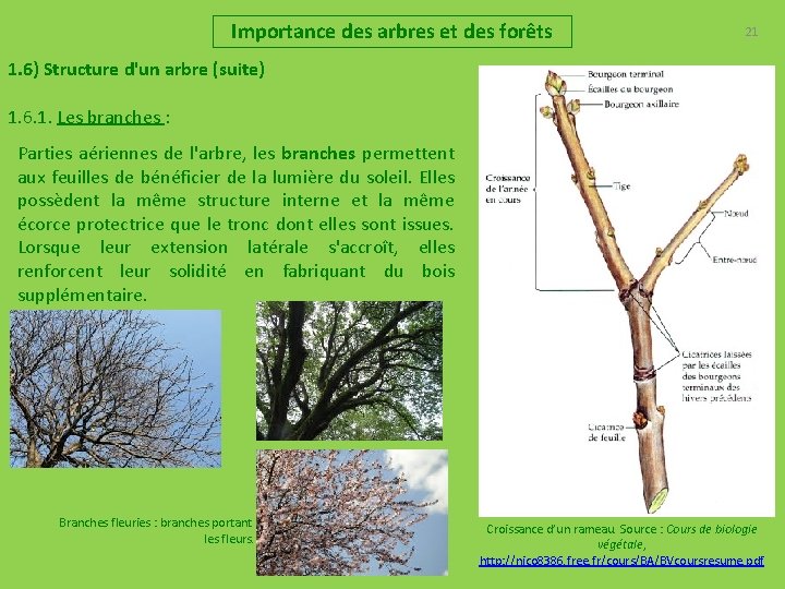 Importance des arbres et des forêts 21 1. 6) Structure d'un arbre (suite) 1.