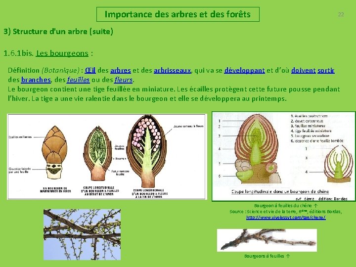 Importance des arbres et des forêts 22 3) Structure d'un arbre (suite) 1. 6.