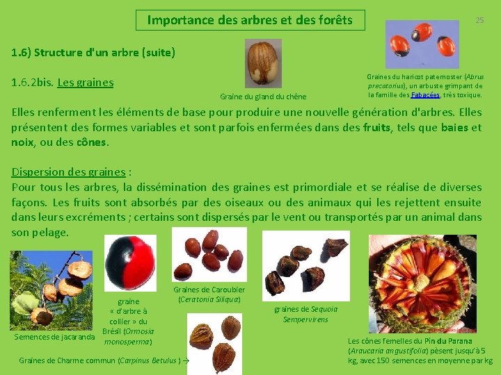 Importance des arbres et des forêts 25 1. 6) Structure d'un arbre (suite) 1.