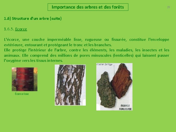 Importance des arbres et des forêts 28 1. 6) Structure d'un arbre (suite) 1.