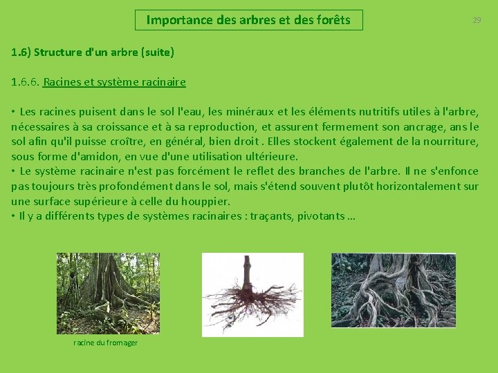 Importance des arbres et des forêts 29 1. 6) Structure d'un arbre (suite) 1.