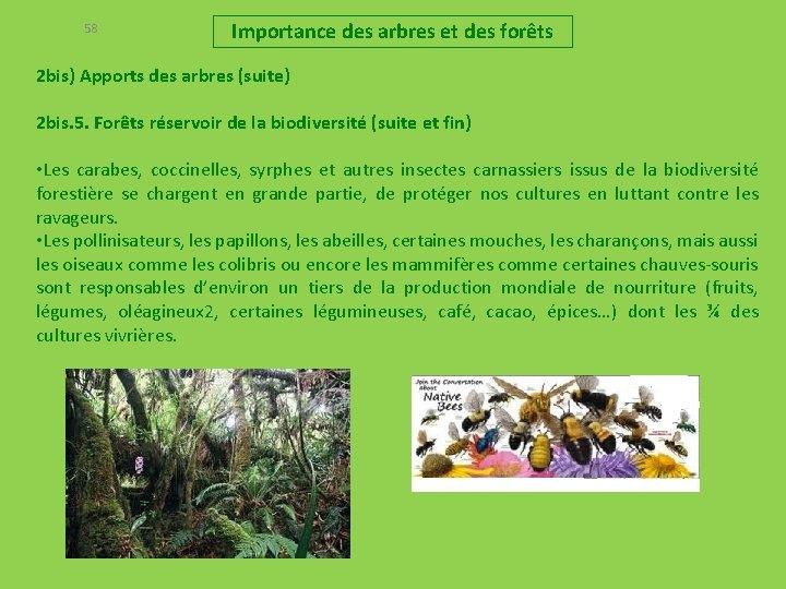 58 Importance des arbres et des forêts 2 bis) Apports des arbres (suite) 2