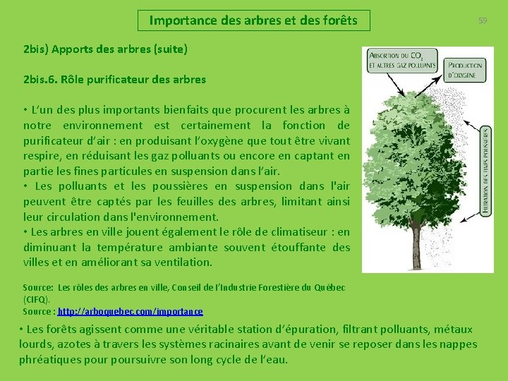 Importance des arbres et des forêts 59 2 bis) Apports des arbres (suite) 2