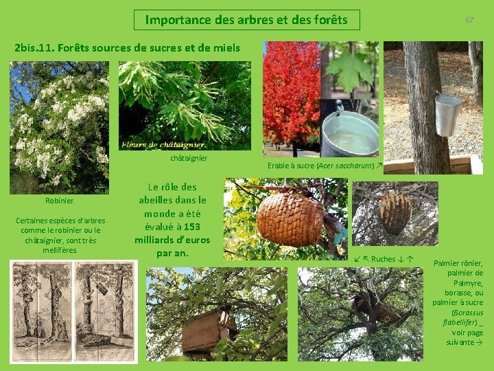 Importance des arbres et des forêts 67 2 bis. 11. Forêts sources de sucres