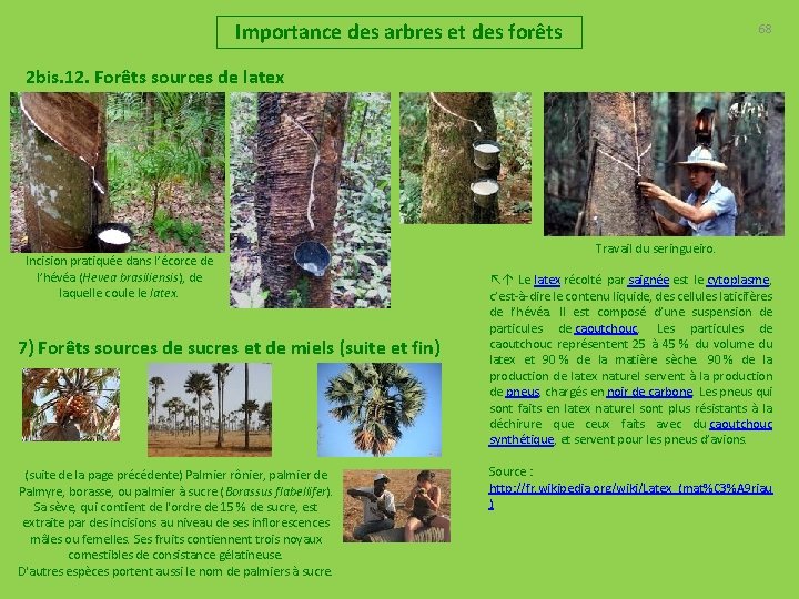 Importance des arbres et des forêts 68 2 bis. 12. Forêts sources de latex