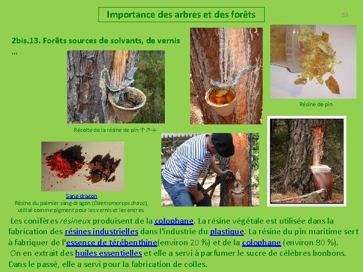 Importance des arbres et des forêts 69 2 bis. 13. Forêts sources de solvants,