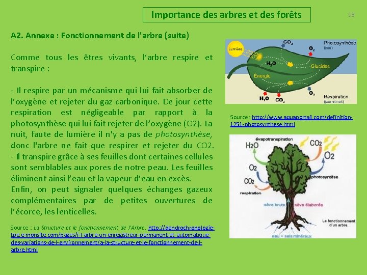 Importance des arbres et des forêts 93 A 2. Annexe : Fonctionnement de l’arbre