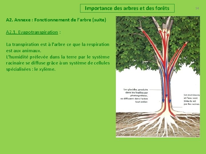 Importance des arbres et des forêts A 2. Annexe : Fonctionnement de l’arbre (suite)