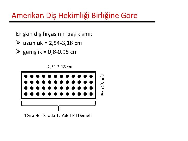 Amerikan Diş Hekimliği Birliğine Göre Erişkin diş fırçasının baş kısmı: Ø uzunluk = 2,