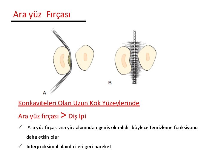 Ara yüz Fırçası Konkaviteleri Olan Uzun Kök Yüzeylerinde Ara yüz fırçası > Diş İpi
