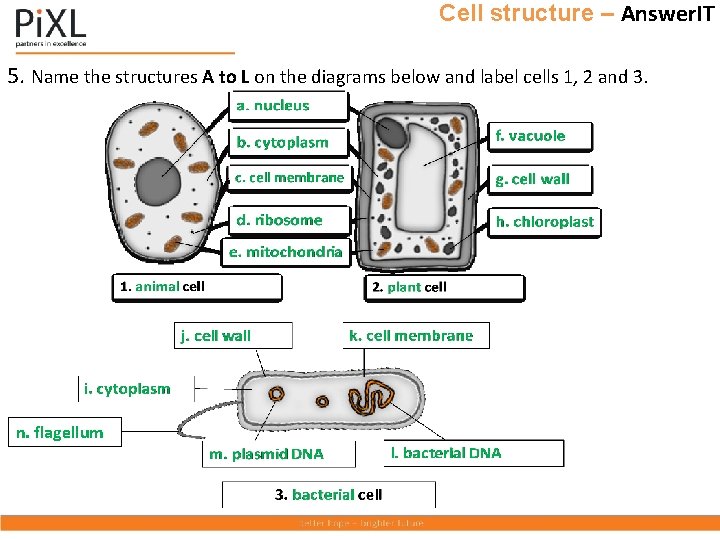 Cell structure – Answer. IT 5. Name the structures A to L on the
