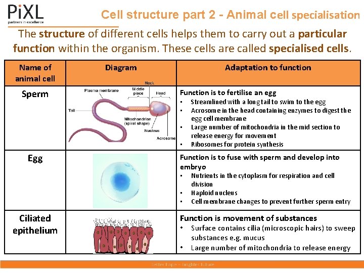 Cell structure part 2 - Animal cell specialisation The structure of different cells helps