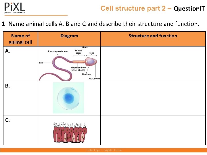 Cell structure part 2 – Question. IT 1. Name animal cells A, B and