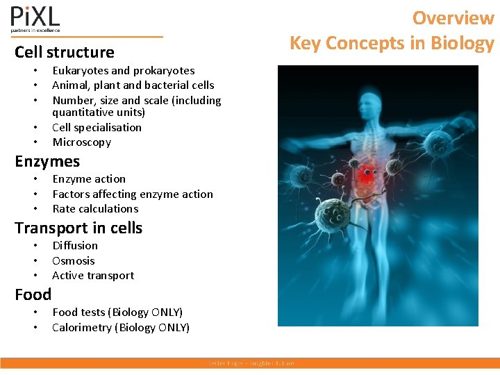 Cell structure • • • Eukaryotes and prokaryotes Animal, plant and bacterial cells Number,