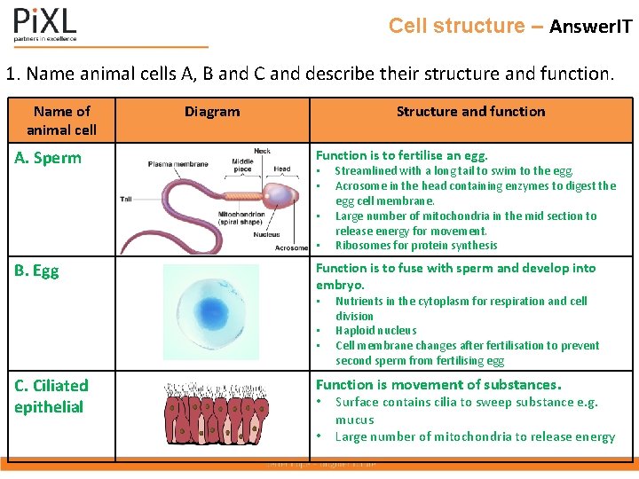 Cell structure – Answer. IT 1. Name animal cells A, B and C and