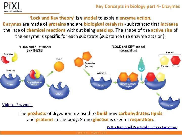 Key Concepts in biology part 4 - Enzymes ‘Lock and Key theory’ is a