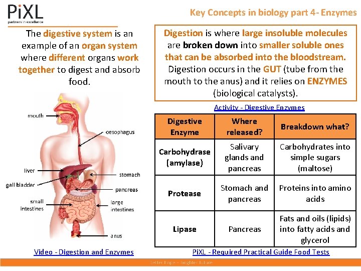 Key Concepts in biology part 4 - Enzymes The digestive system is an example