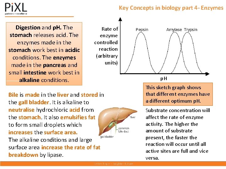 Key Concepts in biology part 4 - Enzymes Digestion and p. H. The Rate