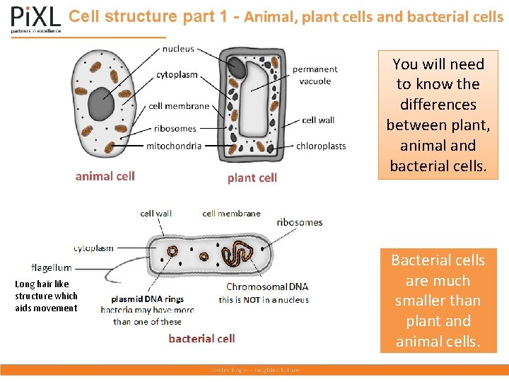 Cell structure part 1 - Animal, plant cells and bacterial cells You will need