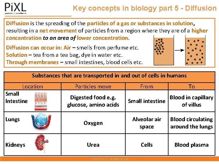 Key concepts in biology part 5 - Diffusion is the spreading of the particles