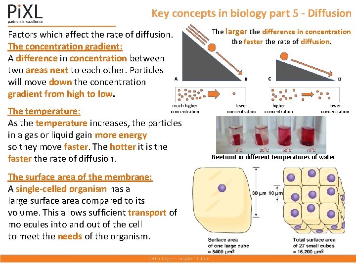 Key concepts in biology part 5 - Diffusion Factors which affect the rate of