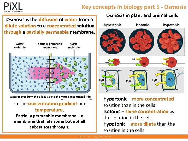 Key concepts in biology part 5 - Osmosis is the diffusion of water from