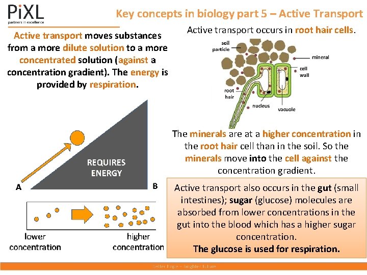 Key concepts in biology part 5 – Active Transport Active transport moves substances from