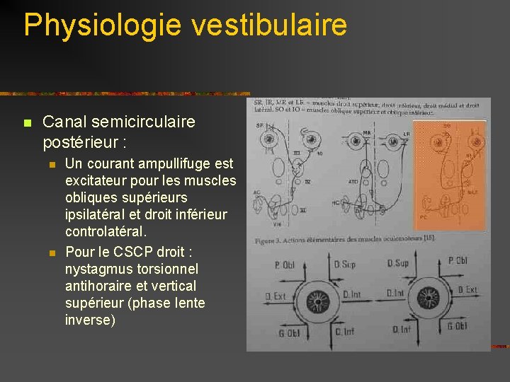 Physiologie vestibulaire n Canal semicirculaire postérieur : n n Un courant ampullifuge est excitateur