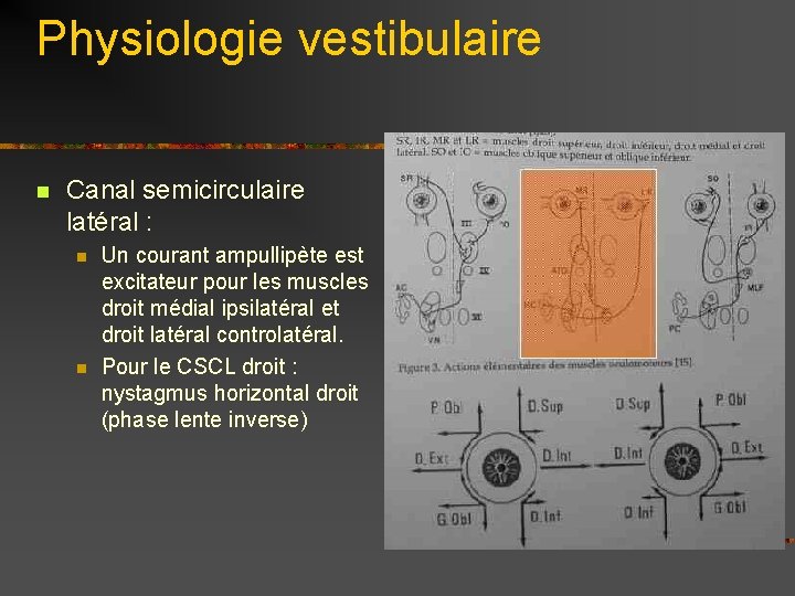 Physiologie vestibulaire n Canal semicirculaire latéral : n n Un courant ampullipète est excitateur