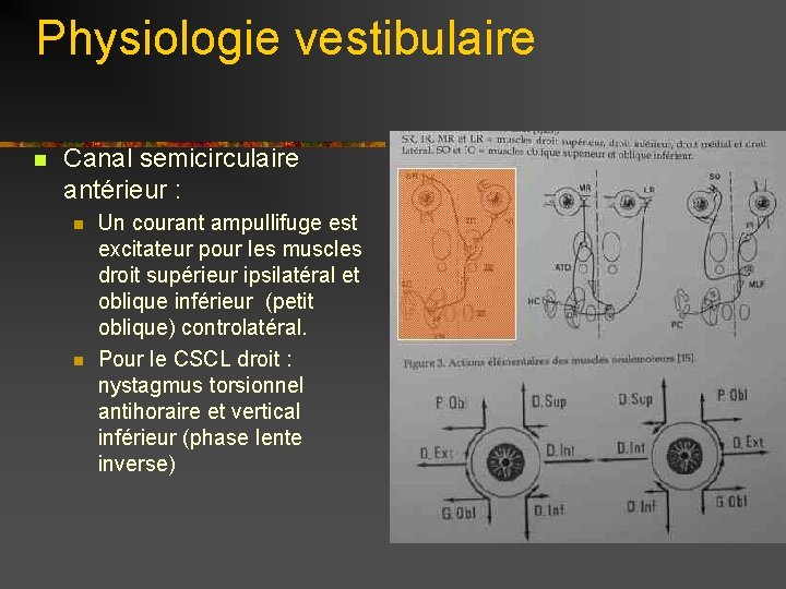Physiologie vestibulaire n Canal semicirculaire antérieur : n n Un courant ampullifuge est excitateur