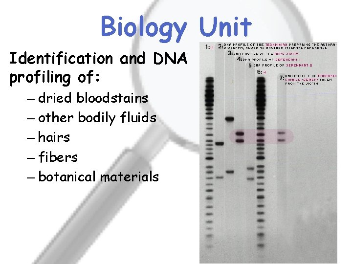 Biology Unit Identification and DNA profiling of: – dried bloodstains – other bodily fluids