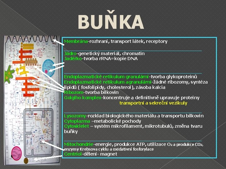 BUŇKA Membrána-rozhraní, transport látek, receptory Jádro-genetický materiál, chromatin Jadérko-tvorba r. RNA=kopie DNA Endoplazmatické retikulum