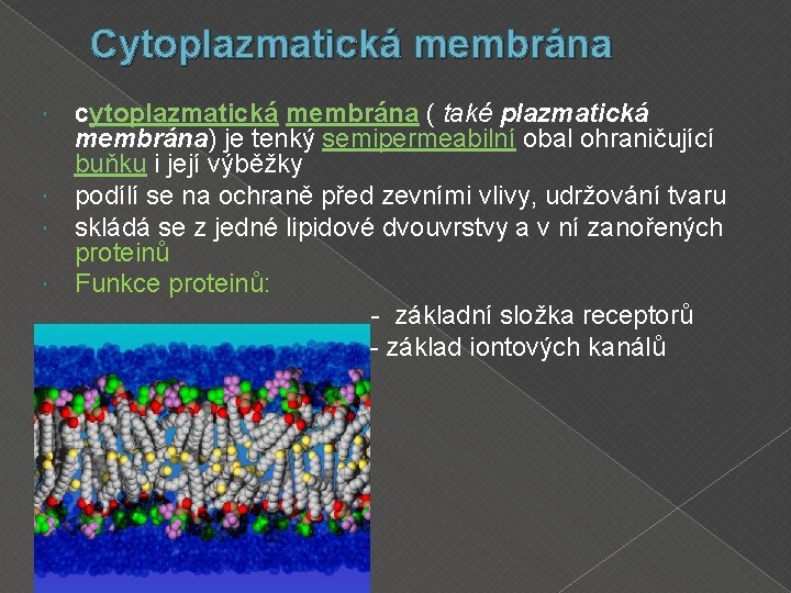 Cytoplazmatická membrána cytoplazmatická membrána ( také plazmatická membrána) je tenký semipermeabilní obal ohraničující buňku