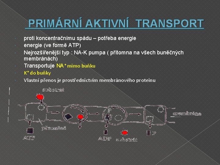 PRIMÁRNÍ AKTIVNÍ TRANSPORT proti koncentračnímu spádu – potřeba energie (ve formě ATP) Nejrozšířenější typ