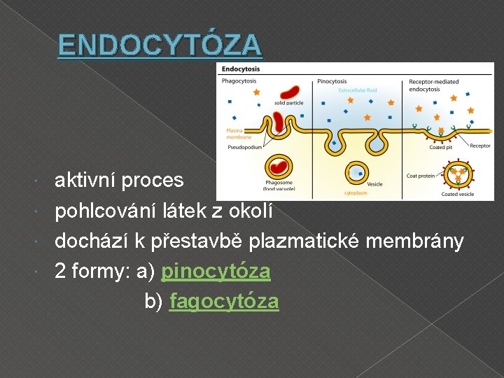 ENDOCYTÓZA aktivní proces pohlcování látek z okolí dochází k přestavbě plazmatické membrány 2 formy: