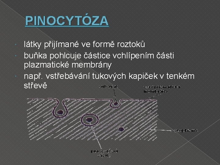 PINOCYTÓZA látky přijímané ve formě roztoků buňka pohlcuje částice vchlípením části plazmatické membrány např.