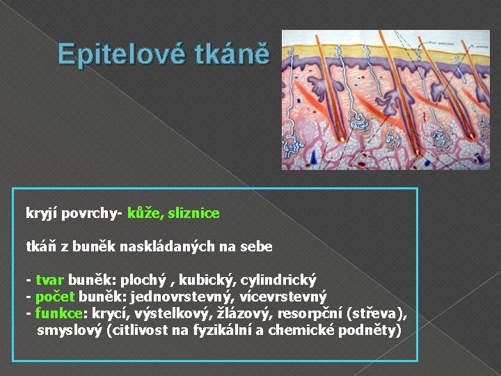 Epitelové tkáně kryjí povrchy- kůže, sliznice tkáň z buněk naskládaných na sebe - tvar