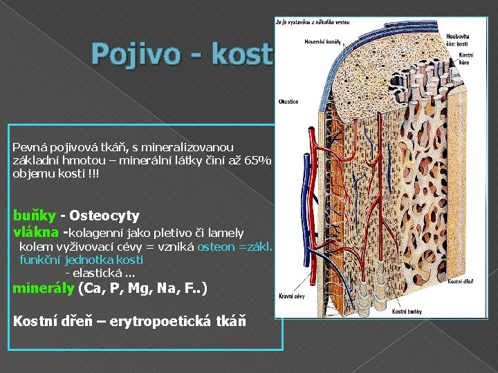 Pojivo - kost Pevná pojivová tkáň, s mineralizovanou základní hmotou – minerální látky činí