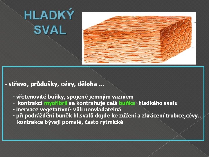 HLADKÝ SVAL - střevo, průdušky, cévy, děloha. . . - vřetenovité buňky, spojené jemným