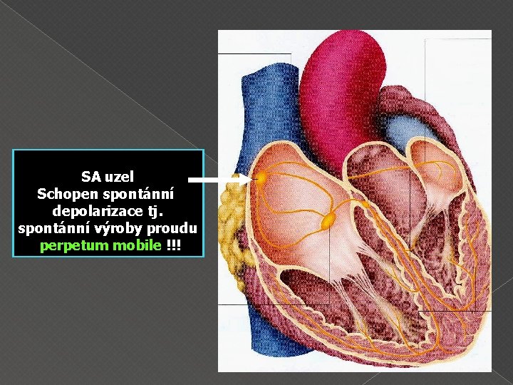 SA uzel Schopen spontánní depolarizace tj. spontánní výroby proudu perpetum mobile !!! 