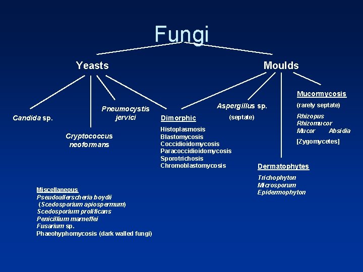 Fungi Yeasts Moulds Mucormycosis Candida sp. Pneumocystis jervici Cryptococcus neoformans Miscellaneous Pseudoallerscheria boydii (Scedosporium