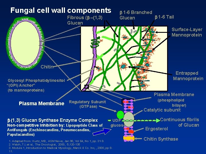 Fungal cell wall components Fibrous (b -(1, 3) Glucan b 1 -6 Branched b